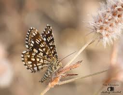 Attēlu rezultāti vaicājumam “Chiasmia clathrata”