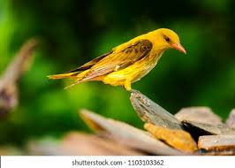 Attēlu rezultāti vaicājumam “Oriolus oriolus female”