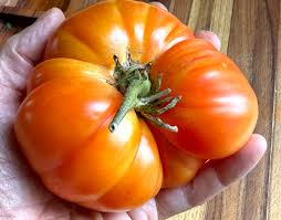 Afbeeldingsresultaat voor northern lights tomato