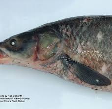 Image result for Mylopharyngodon piceus