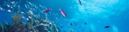 Image result for Blue Water Diving