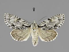 Attēlu rezultāti vaicājumam “Acronicta cuspis”