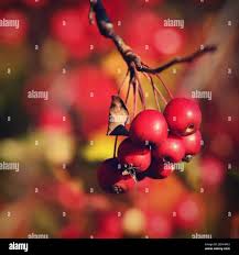 Attēlu rezultāti vaicājumam “Sorbus alnifolia fruit”
