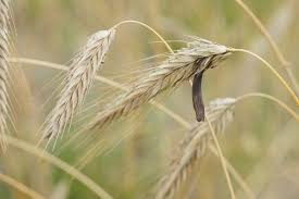 Attēlu rezultāti vaicājumam “Claviceps purpurea”