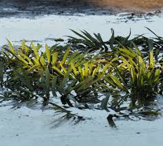 Attēlu rezultāti vaicājumam “Stratiotes aloides”