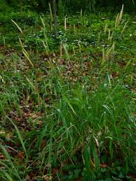 Attēlu rezultāti vaicājumam “Hordelymus europaeus”