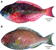 Image result for Sparisoma frondosum