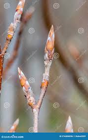 Attēlu rezultāti vaicājumam “Vicia sylvatica bud”