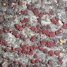 Attēlu rezultāti vaicājumam “Neonectria coccinea”