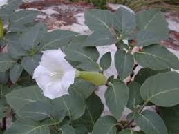 Image result for Datura stramonium