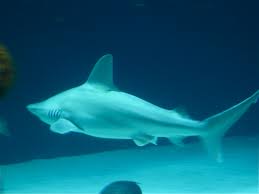 Image result for Carcharhinus plumbeus