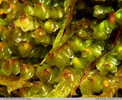 Attēlu rezultāti vaicājumam “Scapania nemorea”