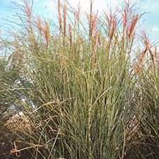 Image result for Miscanthus sinensis Zebrina