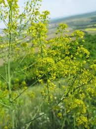 Image result for Isatis tinctoria