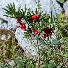 Attēlu rezultāti vaicājumam “Daphne mezereum fruit”