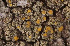 Attēlu rezultāti vaicājumam “Candelariella sp.”