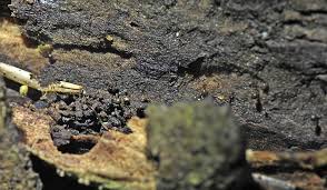 Attēlu rezultāti vaicājumam “Badhamiopsis praetermissa”