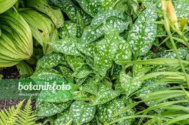 Attēlu rezultāti vaicājumam “Pulmonaria saccharata leaf”