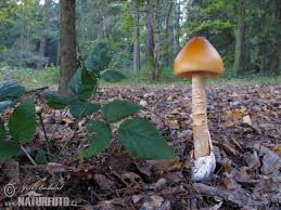 Attēlu rezultāti vaicājumam “Amanita crocea”
