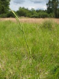 Attēlu rezultāti vaicājumam “Brachypodium pinnatum”
