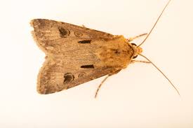 Attēlu rezultāti vaicājumam “Agrotis exclamationis”