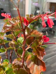 Image result for Begonia cucullata var. Hookeri