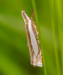 Attēlu rezultāti vaicājumam “Crambus pratella”