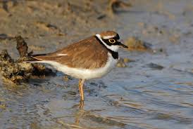 Attēlu rezultāti vaicājumam “Charadrius dubius adult”