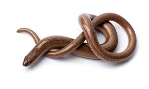 Attēlu rezultāti vaicājumam “Anguis fragilis”