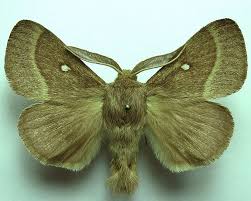 Attēlu rezultāti vaicājumam “Lasiocampa trifolii”