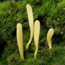 Attēlu rezultāti vaicājumam “Clavaria argillacea”