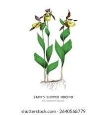 Attēlu rezultāti vaicājumam “Cypripedium calceolus leaf”