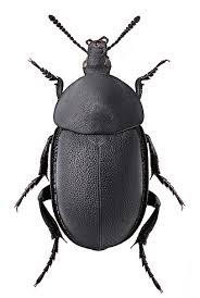 Attēlu rezultāti vaicājumam “Xylita laevigata”