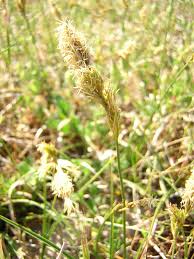 Attēlu rezultāti vaicājumam “Carex arenaria  fruit”