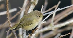 Attēlu rezultāti vaicājumam “Phylloscopus collybita adult”