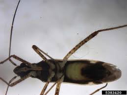 Attēlu rezultāti vaicājumam “Collaria sp.”