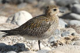 Attēlu rezultāti vaicājumam “Pluvialis apricaria”