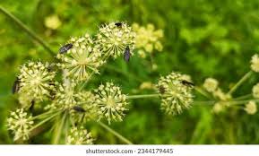 Attēlu rezultāti vaicājumam “Sciara analis”