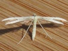 Attēlu rezultāti vaicājumam “Adaina microdactyla”