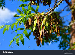 Attēlu rezultāti vaicājumam “Fraxinus excelsior fruit”