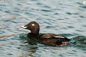 Attēlu rezultāti vaicājumam “Melanitta fusca”