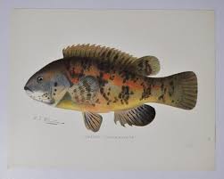 Image result for Tautoga onitis