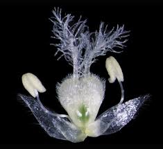Attēlu rezultāti vaicājumam “Brachypodium sylvaticum flower”