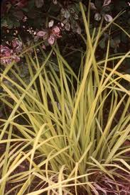 Attēlu rezultāti vaicājumam “Carex elata flower”