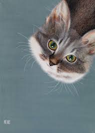 Attēlu rezultāti vaicājumam “Felis silvestris catus”