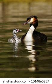 Attēlu rezultāti vaicājumam “Podiceps cristatus juvenile”