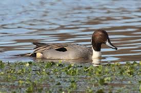 Attēlu rezultāti vaicājumam “Anas acuta male”