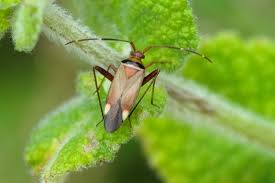 Attēlu rezultāti vaicājumam “Adelphocoris quadripunctatus imago”