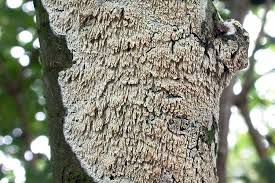 Attēlu rezultāti vaicājumam “Basidioradulum radula”