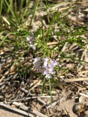 Attēlu rezultāti vaicājumam “Cakile maritima subsp. baltica”